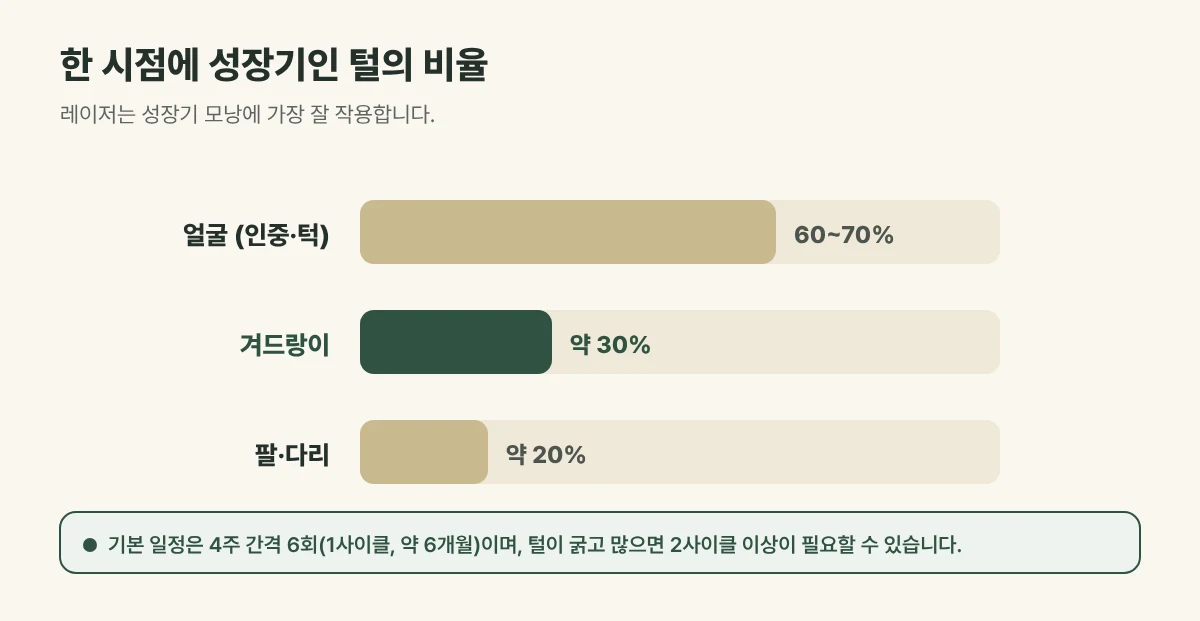 부위별 성장기 털 비율 그림: 얼굴 60~70%, 겨드랑이 약 30%, 팔·다리 약 20%