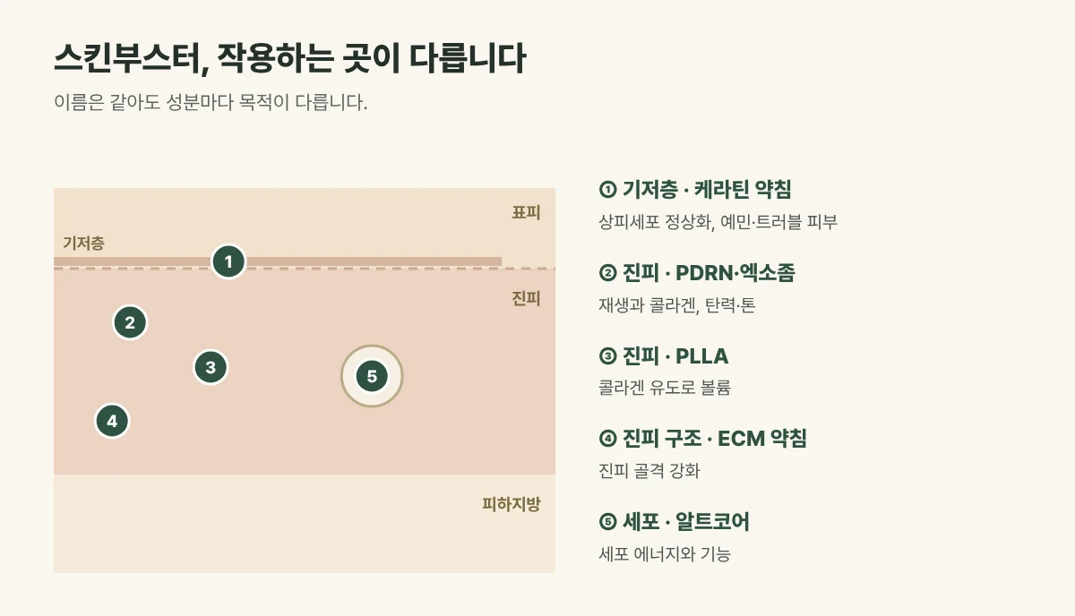스킨부스터 종류별로 주로 작용하는 곳 그림: 기저층의 케라틴 약침, 진피의 PDRN·엑소좀·PLLA·ECM, 세포의 알트코어