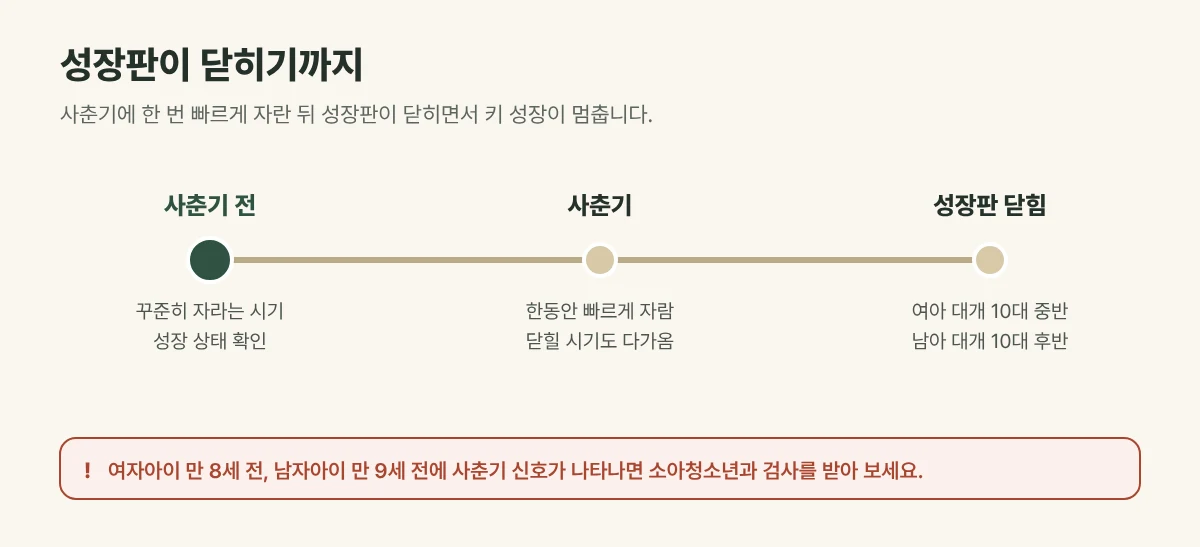 성장판이 닫히기까지의 흐름 그림: 사춘기 전 꾸준히 자라고, 사춘기에 빠르게 자란 뒤 성장판이 닫힘